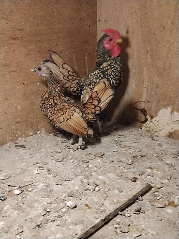 Cutu 65 manat.Baki və bəzi bolgələrə gondərmək olar.Unvan Şəki lalafo.az -da Cutu 65 manat.Baki və bəzi bolgələrə gondərmək olar.Unvan Şəki