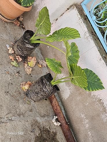 sogan gulleri: Alokaziya gülləri satılır. Ünvan Hacıqabul rayonudur. Bu ərazidən — 9