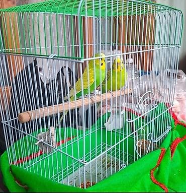 Məhəbət Quşları Qəfəs yem hammısı bir yerdə #35azn. #0503633110