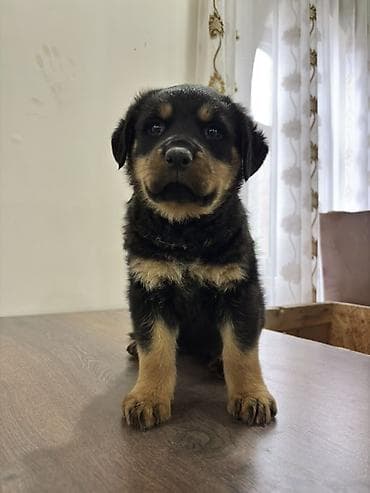 Rotveyler, 2 ay, Dişi