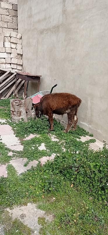 buzov satışı: Satılır: balaca dana - Cins: qarışıq (qəhvəyi bədən, ağ-al rəngli — 4