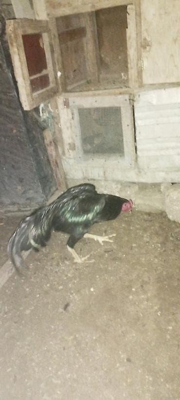 Другие с/х животные: Satılır: Qara rəngli xoruz təcili satılır çox təcili 10 ayına keçib — 1