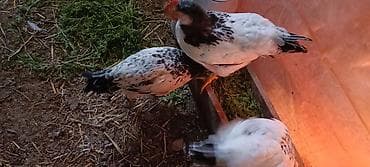 naxcivan heyvan bazari: Toyuq cücələri, Ətlik — 5