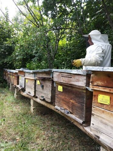 meşə balı: Ismayilli mese bali. 1 kg - 30 azn Ariciliq teserrufati Ismayilli — 5