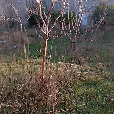 quba ev alqi: 120 kv. m, 5 otaqlı — 7