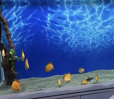 Pişiklər: Diskus, Sülhsevər — 1