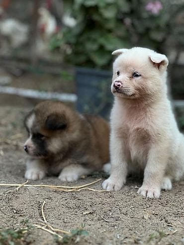 ev iti type 1: Cins:Akita uni (şirin, toppuş, orta-böyük ölçü qrupuna aid) Rənglər — 6