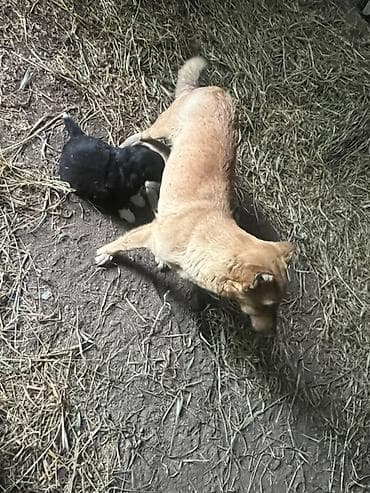 arpa bugda satisi: Zvanok küçüklər satılır Balaca it balaları – qarışıq cins - 2 balaca — 8
