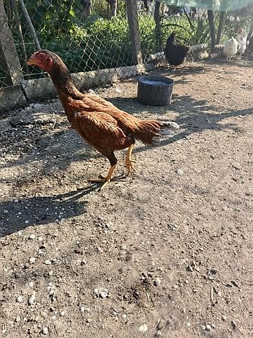 6 aylığ fərədi gözəl heyvandı cins fərədi ünvan maştağa əlavə məlumat lalafo.az -da 6 aylığ fərədi gözəl heyvandı cins fərədi ünvan maştağa əlavə məlumat