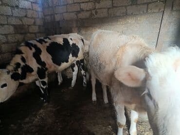 Inəklər, öküzlər: Salam 5 ədəd cins dişi danalardi satilir 1 yaş və 10 aylıq danalardi — 2