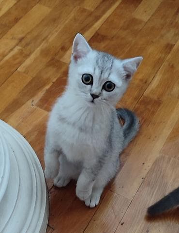 K/t heyvanları və malları: Şotland, Ünvandan götürmə — 5