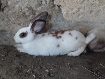 dovşan yuvasi: Cins Dovşanlar yerli dovşan deyillərçəkiləri 3.500 civarı olur — 4