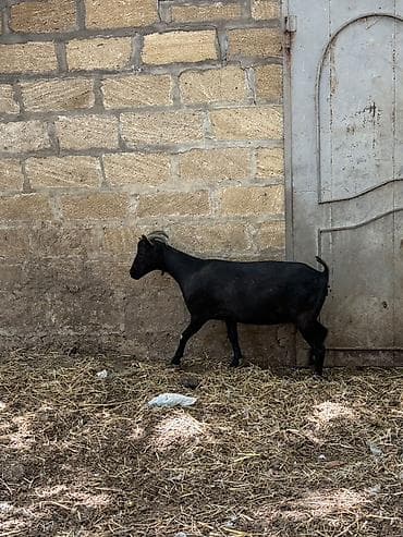 heyvan mal: Dişi, il: 1, Damazlıq, Ünvandan götürmə — 4