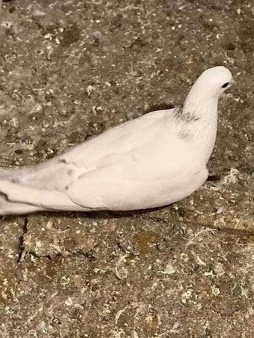 Digər heyvanlar: Ebreş boyun maya 
Bayilda — 4