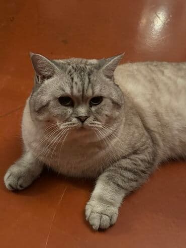 Iran Khodro: Britan — 2