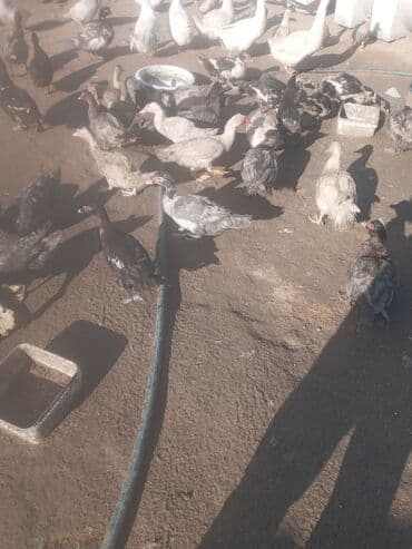 qoyun qiyməti 2024: Dişi, | Lal ördək, Yumurtalıq, Ünvandan götürmə — 8