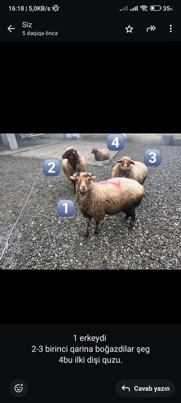 doşan şəkilləri: Qoyunlar satılır. - Ümumi: 4 baş - 1 nömrəli – erkək - 2 və 3 nömrəli — 1
