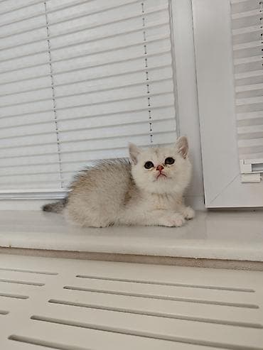 ağ baliq: Qızıl şinşilla, Erkək, Dişi — 2