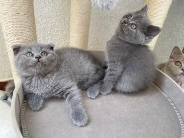 породистые котята даром: Шотландская, Самец, Самка, Самовывоз — 7