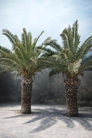 Xurma ağacı Feniks - dekorativ ağac kök hündürlüyü 2m 50sm tam