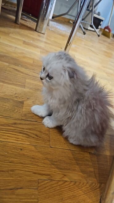 1 azn pişik: Şinşilla, Erkək, Yaxşı əllərə, Ünvandan götürmə, Ödənişli çatdırılma — 4