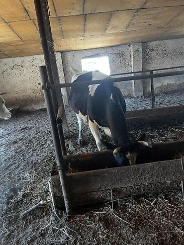 dovşan yemi: Südlük və damazlıq potensiallı inəklər 6baş maldır3i 20gune dogacaq 3i — 3
