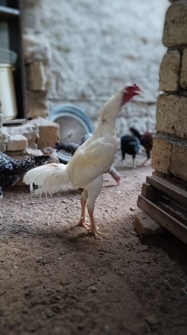 serebrist cuce satisi: Xoruz, il: 1, Ünvandan götürmə — 6