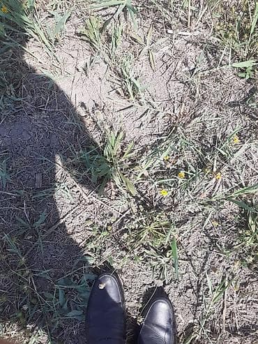masazrda evler: 22 sot, Kənd təsərrüfatı, Mülkiyyətçi, Kupça (Çıxarış) — 2