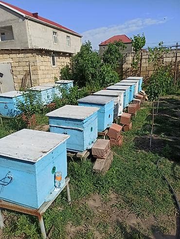 hava kompresoru satilir: Arılar bakfast ve kalinka növləridi. Yüksək məhsuldarlıq verir — 2