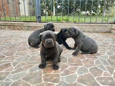 sort itler: Kane-Korso, 2 ay, Peyvəndli, Ünvandan götürmə — 2