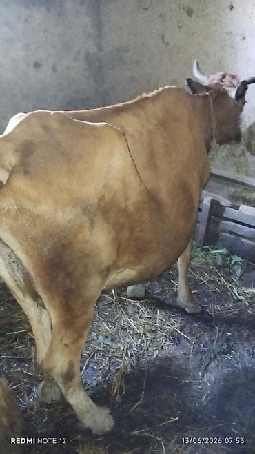 etlik inek cinsleri: Erkek dananan Real alıcı yixsun — 1