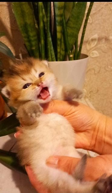 Britan, Dişi, Yaxşı əllərə, Ünvandan götürmə