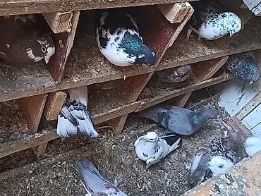 qus yuvası: Məhsul: Ev göyərçinləri (müxtəlif rəng və naxışlarda) cütü 10 manat — 2