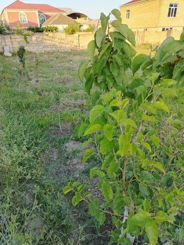 biləcəridə torpaq satılır: 5 sot, Tikinti, Mülkiyyətçi, Bələdiyyə — 8