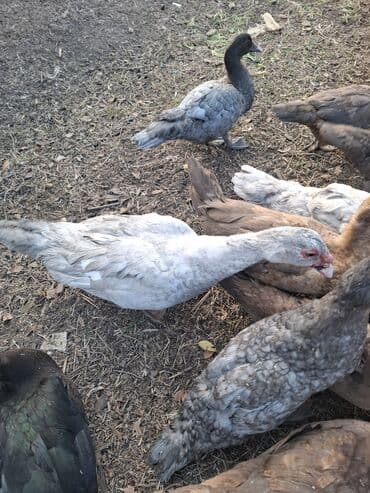 Gəmiricilər: Muscovy (hind) ördəkləri – müxtəlif rənglər - Şəkillərdə boz, gümüşü — 3