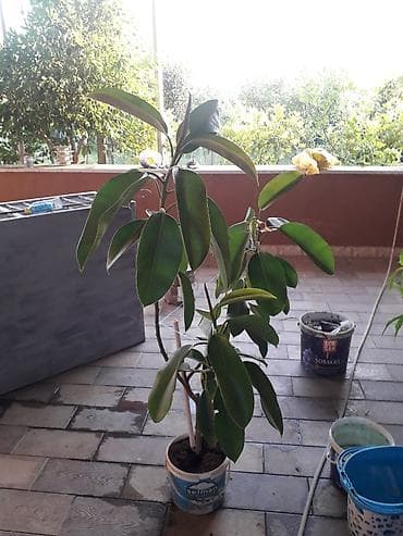 fikus: Hundurliyi 1 metre yaxindi — 2