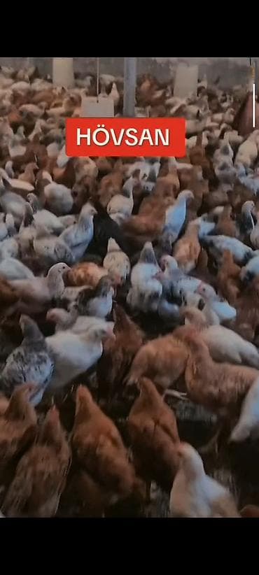 HOVSAN :65 GUN TAM SAGLAM DAMAZLIQ ✅ 0️⃣ 5️⃣ 5️⃣- 7️⃣ 7️⃣ 8️⃣- 0️⃣