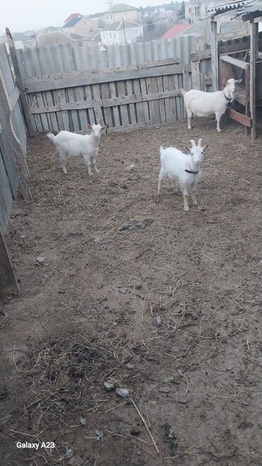 cücə və xoruz təmsil: Məhsul: Ağ rəngli iki cins keçi Təsvir: - Şəkildə iki ədəd ağ tüklü — 5