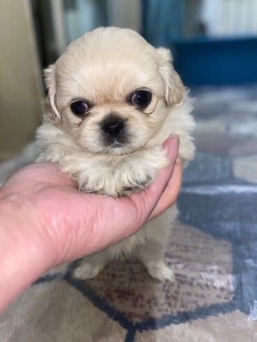 golden retriver it: Pekines — 1