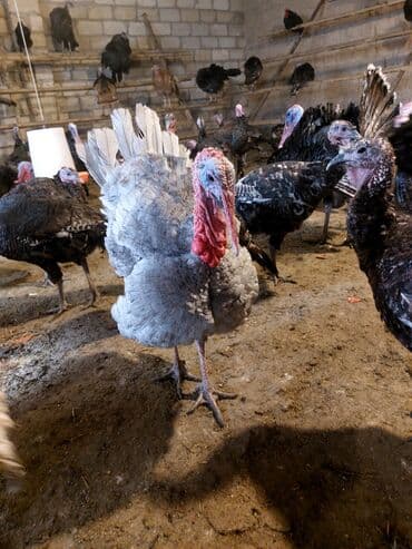 heyvanlar və balaları: Erkək, Damazlıq — 4