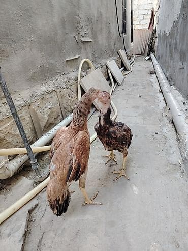 Cücələr: Toyuq cücələri, Damazlıq — 1