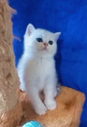 silver şinşilla: Britan, Dişi, Yaxşı əllərə, Ünvandan götürmə — 2