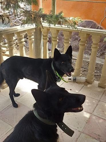 Digər heyvanlar: Məhsul: Qara rəngli balaca itlər (2 ədəd) Təsvir: - Şəkillərdə qara — 10