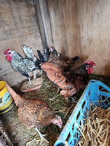 yumurt: Məhsul: Ev toyuğu yumurtaları Təsvir: - Təbii şəraitdə saxlanılan — 5