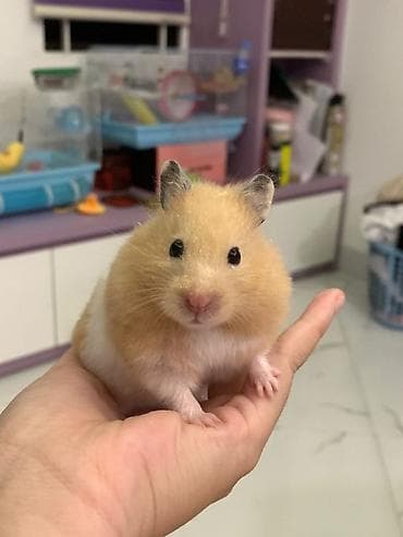 heyvanlar atlar: Ev heyvanı – xomyak - Növ: Suriyalı xomyak (qızılı hamstr) - Rəng — 2