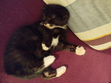 Erkək, Dişi, Yaxşı əllərə, Ünvandan götürmə, Pulsuz çatdırılma, Ödənişli çatdırılma