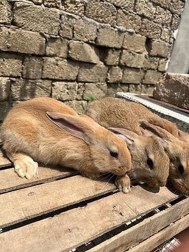 it satiram 50 manat: Təcili satılır. Şəkildə göründüyü kimidir. 1aylıqdı. Süddən ayrılıb — 6