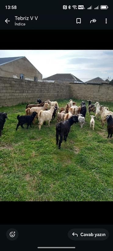 Keçi təsərrüfatı üçün sürü halında keçilər Cemi 24 keçidi 8 ana keçi 9 lalafo.az -da Keçi təsərrüfatı üçün sürü halında keçilər Cemi 24 keçidi 8 ana keçi 9