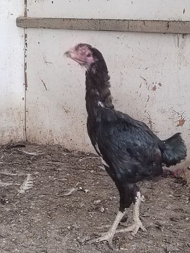 enzo шампунь отзывы: Toyuq, Damazlıq — 1