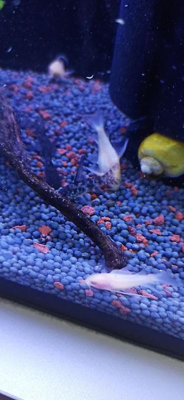 akvarium balıqı: Akvarium üçün albino Corydoras panda (cory balığı) qrupu ölçüləri 4.5 — 7